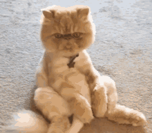 Cute Cat GIF - Cute Cat What Are You Looking At GIFs