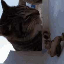 Frogkook Cat GIF - Frogkook Cat Bobbing GIFs