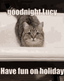 Goodnight Lucy Cat GIF - Goodnight Lucy Cat Cute Cat GIFs