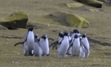 Bom Dia Família / Pinguins / Animação / Bichos Fofos GIF - Good Morning Family Penguins Good Morning GIFs