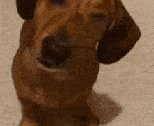 Dog Face Willem Dafoe GIF - Dog Face Willem Dafoe Twist Face GIFs