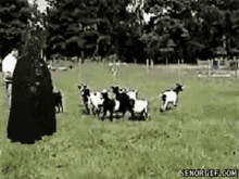 Goats Faint GIF - Goats Faint Darth Vader GIFs