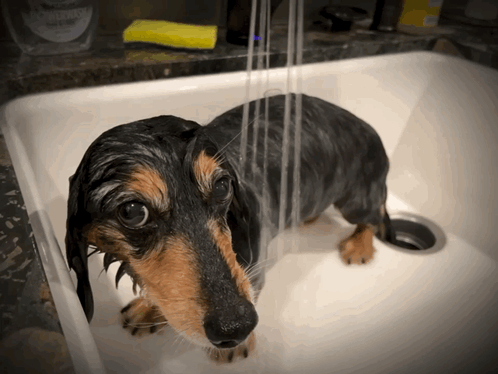 Wet dachshund outlet