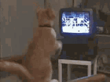 a cat is standing on its hind legs in front of a television screen .