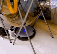 Cat Attack The Pet Collective GIF - Cat Attack The Pet Collective Vacuum GIFs