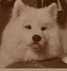 White Dog GIF - White Dog Broccoli GIFs