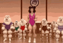 Poodles Dogs GIF - Poodles Dogs GIFs