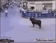 Bull Toro GIF