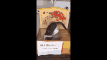 お正月　おみくじ　猫　ねこ　ネコ GIF - Newyear Omikuji Fortune GIFs