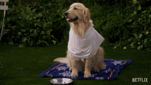 Good Boy Waiting Patiently GIF - Good Boy Waiting Patiently Golden Retriever GIFs