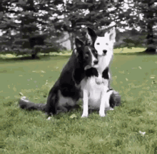 Love Dog GIF - Love Dog Hug GIFs