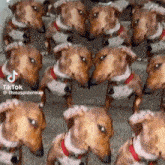 Byuntear Side Eye GIF - Byuntear Side Eye Dog GIFs