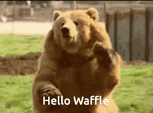 Hello Waffle GIF - Hello Waffle GIFs