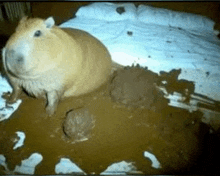 a guinea pig is sitting in a pile of mud on a bed .