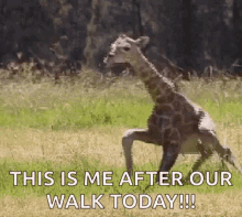 walk giraffe wobble