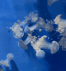 a group of jellyfish swimming in a blue tank