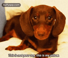 a brown and tan dachshund is laying on a bed and says this is not your toy this is my pillow