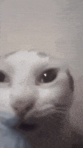 Cat What Is Happening GIF