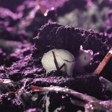 Purple Neon Mushroom Doubleblind GIF - Purple Neon Mushroom Doubleblind Shroom GIFs