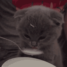 Kitten Spoon GIF - Kitten Spoon Milk GIFs