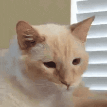 Cat Wink Cute GIF - Cat Wink Cute White Cat GIFs