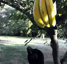 Gorilla Reaching GIF - Gorilla Reaching Banana GIFs