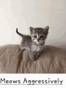 Kittercatter GIF - Kittercatter Cat GIFs
