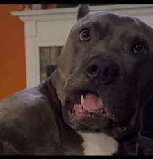 a close up of a dog with its tongue hanging out
