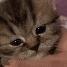 Cat Cat Cry GIF