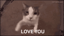 Love You Cat GIF - Love You Cat Kisses GIFs