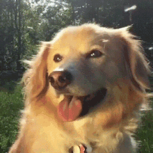 Beautiful Dog Dog GIF - Beautiful Dog Dog Pollen GIFs