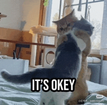 two cats hugging each other with the words it 's okay on the bottom