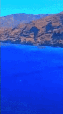Shark Swimming GIF - Shark Swimming Ocean GIFs