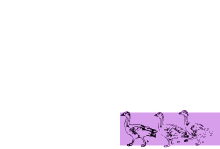 three ducks walking in a row on a purple background
