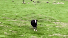 Running The Pet Collective GIF - Running The Pet Collective On My Way GIFs