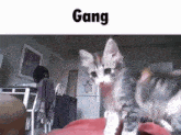 Cat Gang GIF - Cat Gang Fistbump GIFs