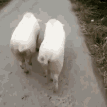 Pig Sexy GIF - Pig Sexy Maiale GIFs