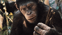 Apes Together Strong Catfoodcannon GIF - Apes Together Strong Apes Together GIFs