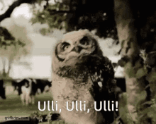 Ulli Owl GIF - Ulli Owl Funny GIFs