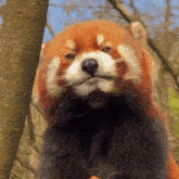 Red Panda Ycl GIF