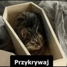 Coffin Cat GIF - Coffin Cat Polish GIFs