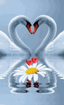 swans mating heart