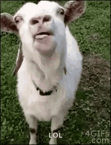 Goat Lick GIF - Goat Lick Taste GIFs