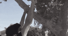 a person is hanging from a tree branch with their hands