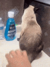 a bottle of crest mouthwash sits on a counter next to a cat