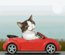 car cat