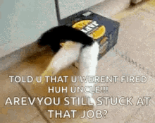 Cats In Boxes Fail GIF