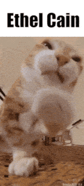 a cat is standing on its hind legs with the words ethel cain above it
