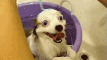 Excites GIF - Dogs Puppy Dog GIFs