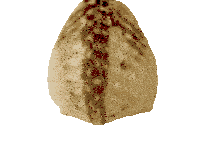 a picture of an egg with the words mengirim 100 karang written above it